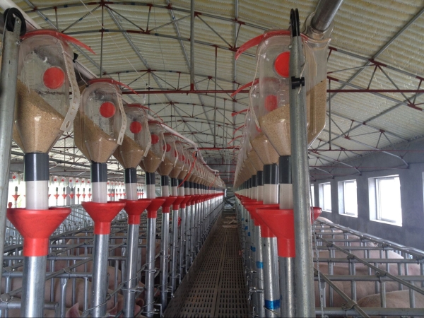 妊娠母猪自动供料系统