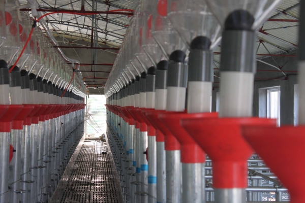 妊娠母猪自动供料系统