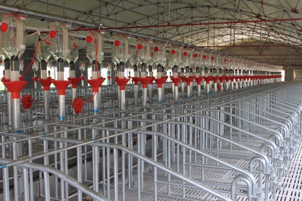 妊娠母猪自动供料系统