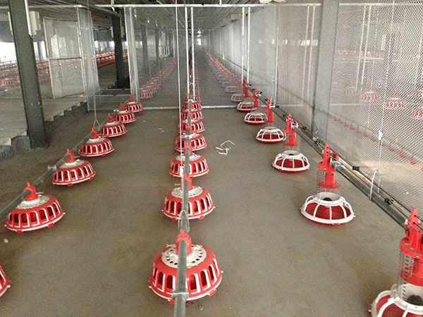 索盘环绕盘式种鸡喂料系统