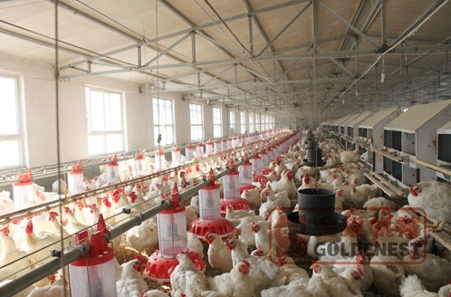 桶式计量种鸡料盘